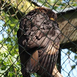 Striated caracara (Phalcoboenus australis), 2024-05-24