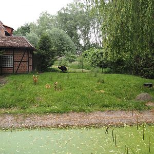 Red-necked cassowary paddock, 2024-05-21