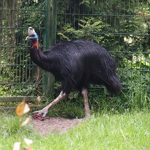 Red-necked cassowary (Casuarius unappendiculatus rufotinctus), 2024-05-21