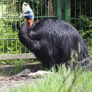 Red-necked cassowary (Casuarius unappendiculatus rufotinctus), 2024-05-24