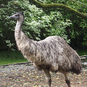 Emu (Dromaius novaehollandiae), 2024-05-21