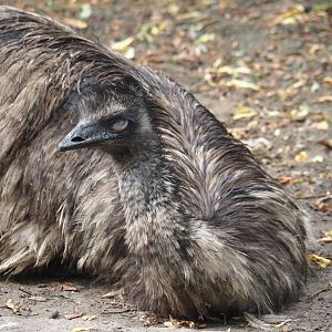 Emu (Dromaius novaehollandiae), 2024-05-21