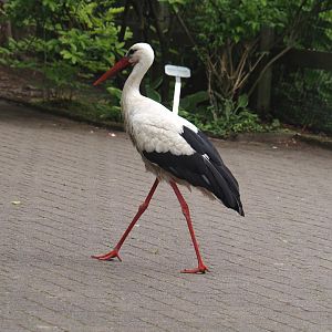 Free-ranging European white storks (Ciconia ciconia), 2024-05-21