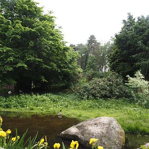 Western black crowned crane exhibit (Home to whistling swans at the time of my visit), 2024-05-21