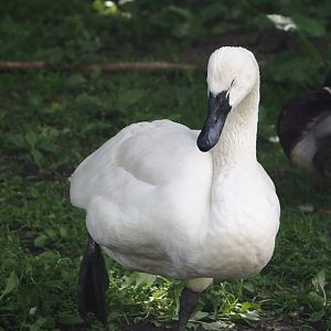 Whistling swan (Cygnus columbianus columbianus), 2024-05-23