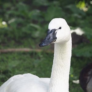 Whistling swan (Cygnus columbianus columbianus), 2024-05-23
