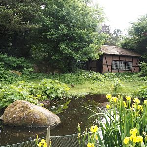 Black-necked crane and Swan goose exhibit, 2024-05-21