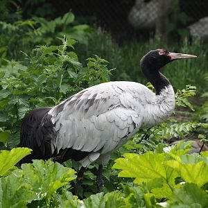 Black-necked crane (Grus nigricollis), 2024-05-21