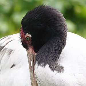 Black-necked crane (Grus nigricollis), 2024-05-21