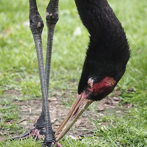 Black-necked crane (Grus nigricollis), 2024-05-21
