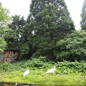 Siberian crane exhibit, 2024-05-21