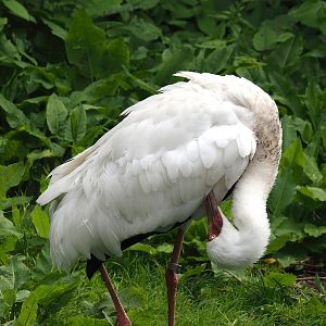 Siberian crane (Leucogeranus leucogeranus), 2024-05-21