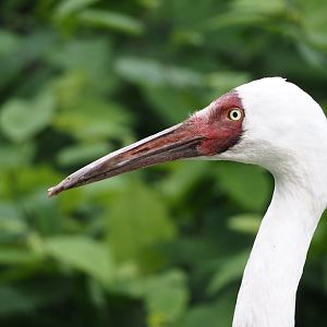 Siberian crane (Leucogeranus leucogeranus), 2024-05-23