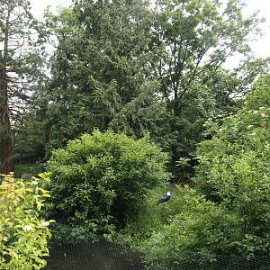 Marabou exhibit, 2024-05-21