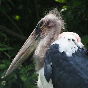 Marabou (Leptoptilos crumenifer), 2024-05-23