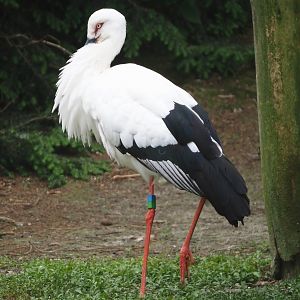 Oriental white stork (Ciconia boyciana), 2024-05-21