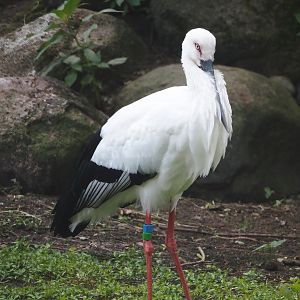 Oriental white stork (Ciconia boyciana), 2024-05-23
