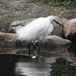 Little egret (Egretta garzetta), 2024-05-21