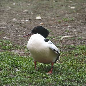 Eurasian goosander (Mergus merganser merganser), 2024-05-21