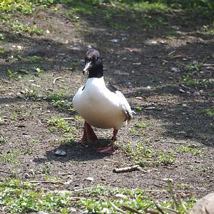 Eurasian goosander (Mergus merganser merganser), 2024-05-23