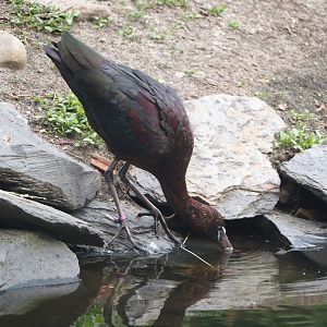 Glossy ibis (Plegadis falcinellus), 2024-05-21