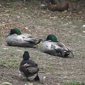 Falcated ducks (Mareca falcata), 2024-05-21