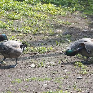 Falcated ducks (Mareca falcata), 2024-05-23