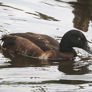 Baer's pochard (Aythya baeri), 2024-05-21