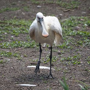 Eurasian spoonbill (Platalea leucorodia), 2024-05-23
