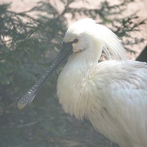 Eurasian spoonbill (Platalea leucorodia), 2024-05-23