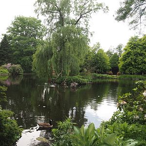 Kranichsee ('Crane Lake') with Great cormorants, 2024-05-21