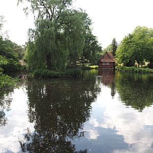 Kranichsee ('Crane Lake') with Great cormorants, 2024-05-23