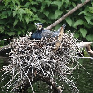 Eurasian great cormorant (Phalacrocorax carbo sinensis) on nest, 2024-05-21