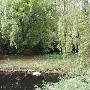 Red-crowned crane and Black-necked swan exhibit, 2024-05-21