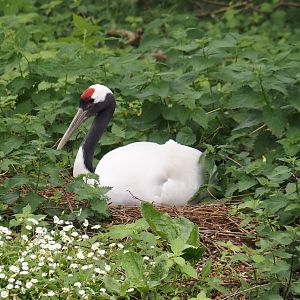 Red-crowned crane (Grus japonensis), 2024-05-21