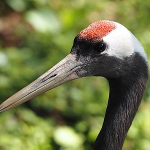 Red-crowned crane (Grus japonensis), 2024-05-24
