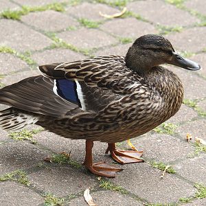 Wild female Mallard (Anas platyrhynchos), 2024-05-21