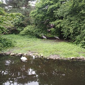 White-naped crane and Black-necked swan exhibit, 2024-05-21