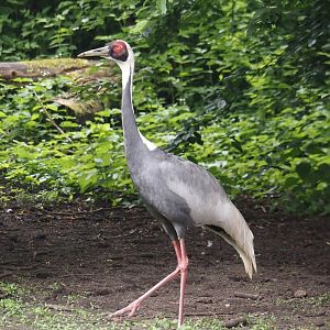 White-naped crane (Antigone vipio), 2024-05-21