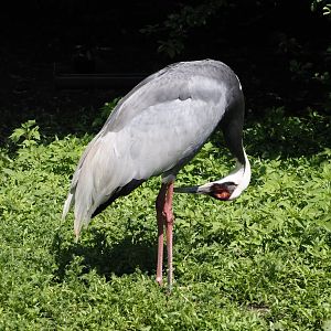 White-naped crane (Antigone vipio), 2024-05-23