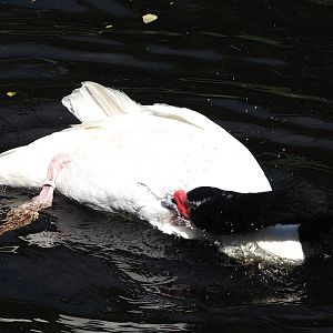 Black-necked swan (Cygnus melancoryphus), 2024-05-23