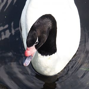 Black-necked swan (Cygnus melancoryphus), 2024-05-24