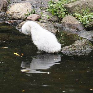 Black-necked swan cygnet (Cygnus melancoryphus), 2024-05-21