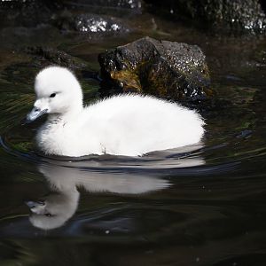Black-necked swan cygnet (Cygnus melancoryphus), 2024-05-24