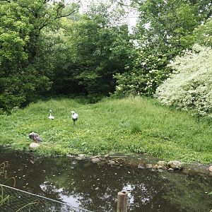 Blue crane and Magellanic steamer duck exhibit, 2024-05-21