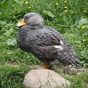 Magellanic steamer duck(Tachyeres pteneres), 2024-05-21