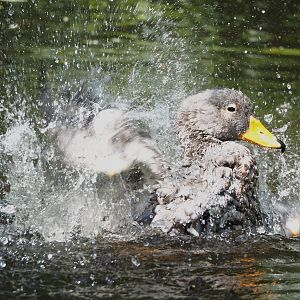 Splashing Magellanic steamer duck(Tachyeres pteneres), 2024-05-23