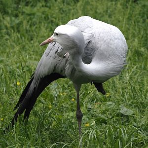 Blue crane (Anthropoides paradisea), 2024-05-21