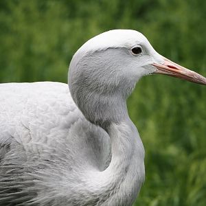 Blue crane (Anthropoides paradisea), 2024-05-21