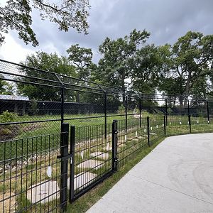 New Cassowary Habitat